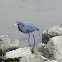 Little Blue Heron