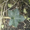 English Ivy