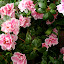 azalea