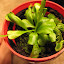 B's Indoor garden