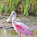 Roseate Spoonbill
