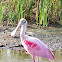 Roseate Spoonbill