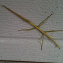 Common Walking stick