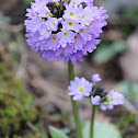 Primula