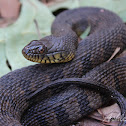 Diamondback Water Snake