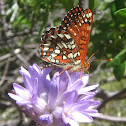 Variable Checkerspot Butterfly