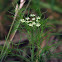 Bulb-bearing Water Hemlock