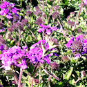 'Purple Homestead' Verbena