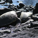 Green Sea Turtles