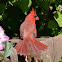 Northern Cardinal
