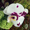 Orchid