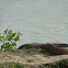 Darash Snake (দাঁড়াশ সাপ)