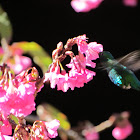 Glittering-bellied Emerald