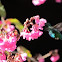 Glittering-bellied Emerald