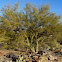 Yellow Palo Verde