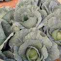 Cabbage/Repolho