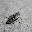 Sculpted Pine Borer