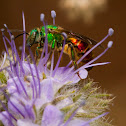Sweat Bee