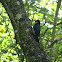 Acorn woodpecker