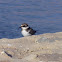 Little Ringed Plover