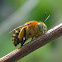 blue-banded bee