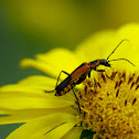 Goldenrod Soldier Beetle
