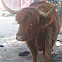 Highland Cow