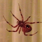 Hentz's Orbweaver