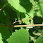 Table grapes