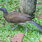 Gray-headed Chachalaca
