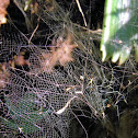 spiders' web(s)