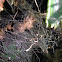 spiders' web(s)