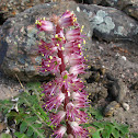 Lachenalia Nervosa