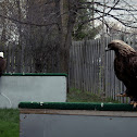 Golden eagle