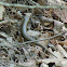 Broadhead Skink