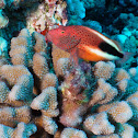 Freckled hawkfish