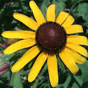 Black-eyed Susan