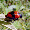 Red and black leaf beetle