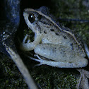 Rain Frog