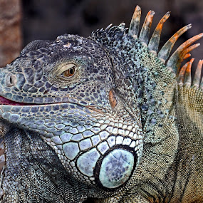 Smile by Leif Holmberg - Animals Reptiles ( reptails, lizard, loro park, tenerife, spain, animal )