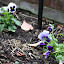 Pansy