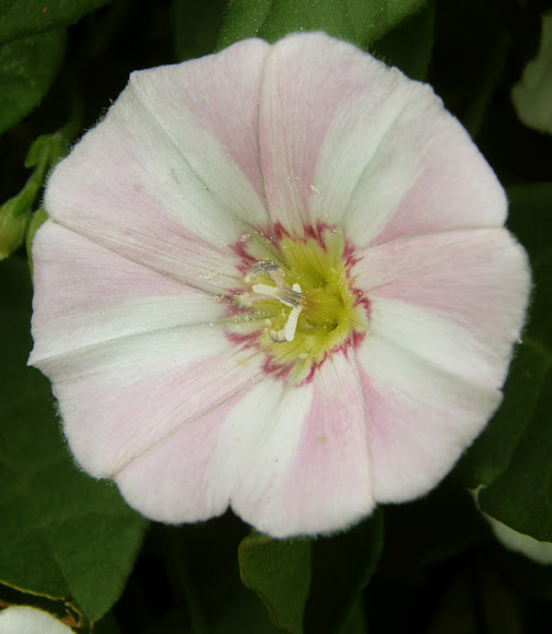 Spotting Image 1