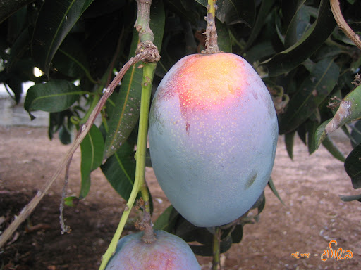 צ'טני מנגו