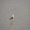 Black-winged Stilt