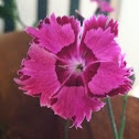 Dianthus
