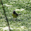 Grey wagtail