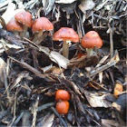 Mushrooms