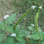 Heliotropium indicum