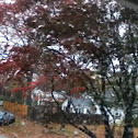 Japanese maple tree