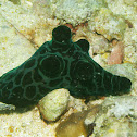 Coriocella nigra